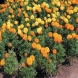 טגטס - Tagetes