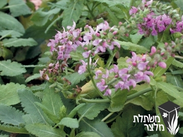 מרוות - Salvia