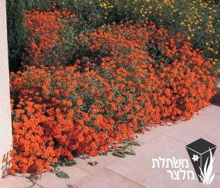 ציניה - Zinnia