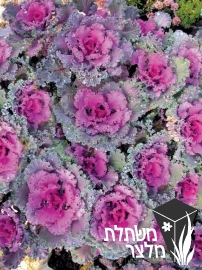 כרוב - Brassica