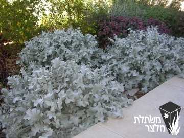 דרדר - Centaurea