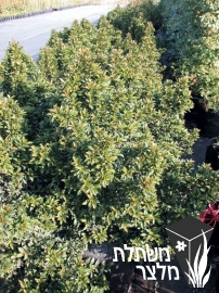 סיזיגיון - Syzygium