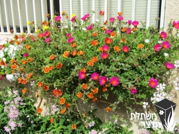 רגלה - Portulaca