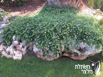 סוטרה - (Sutera (Bacopa