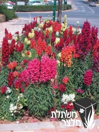 לוע-ארי - Antirrhinum