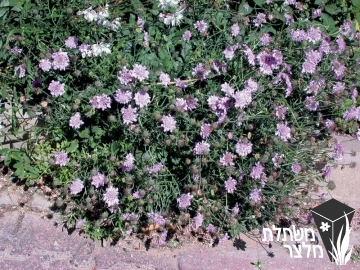 תגית - Scabiosa