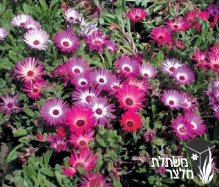 דורותית - Dorotheanthus