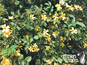 יסמין - Jasminum
