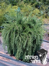 רוזמרין - Rosmarinus