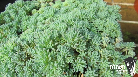 צורית - Sedum