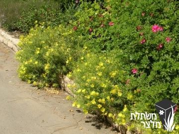 קלילופוס - Calylophus