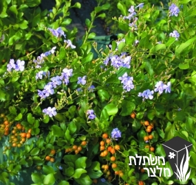 דורנטה - Duranta