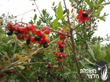 אוכנה - serrulata