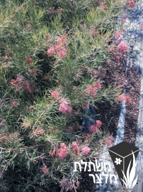 גרווליאה - Grevillea