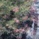 גרווליאה - Grevillea