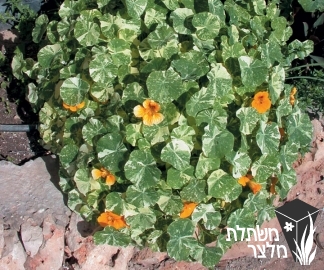 כובע-נזיר - Tropaeolum