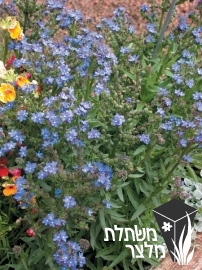 לשון-פר - Anchusa