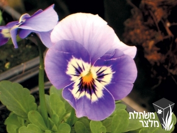 סיגל x אמנון ותמר - Viola