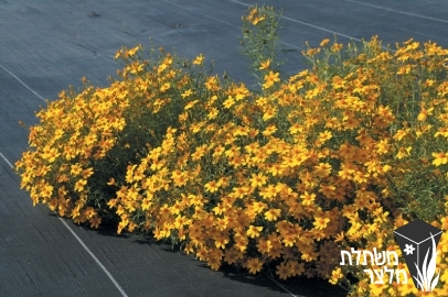 טגטס - Tagetes