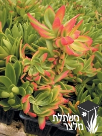 קרסולת - Crassula