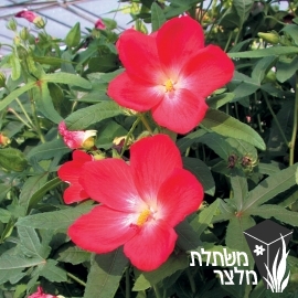 אבלמוסקוס - Abelmoscus