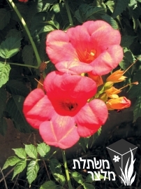 עקולית - Campsis