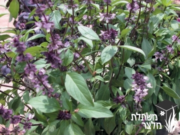 ריחן -  Ocimum