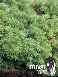 צורית - Sedum