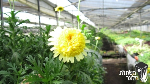 חרצית - Chrysanthemum