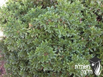 פלכון - Euonymus