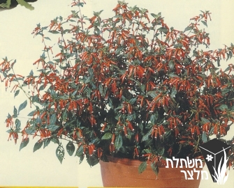 גבנון - Cuphea