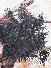 איצטרובלנית - Strobilanthes