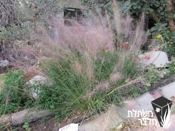 מולנברגיה - Muhlenbergia