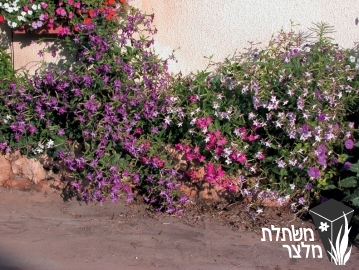 טבק - Nicotiana