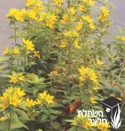 ליסימכיה - Lysimachia