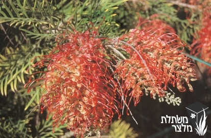 גרווילאה - Grevillea