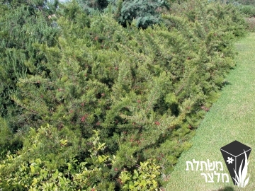 גרווליאה - Grevillea