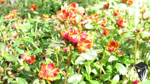 רגלה - Portulaca