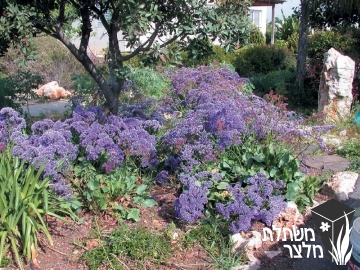 עדעד - Limonium