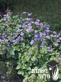 אגרטון - Ageratum