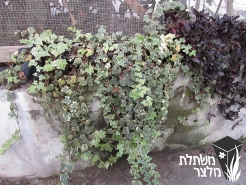 קיסוס - Hedera