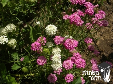 דו-כנף - Iberis