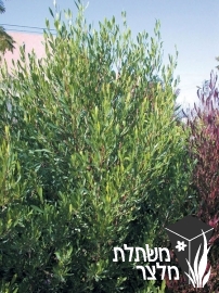 דודוניאה - Dodonaea