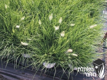 זיף-נוצה - Pennisetum