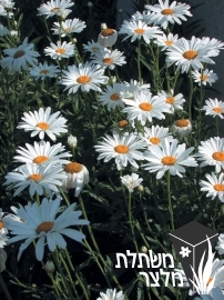 מרגרטה - Chrysanthemum