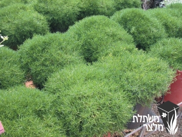 סגינה - Sagina