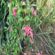 דיאנתרה - Dianthera