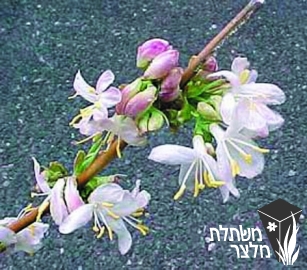 יערה - Lonicera