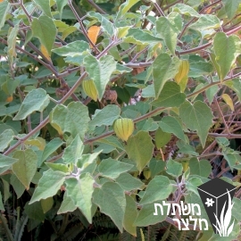 בוען - Physalis