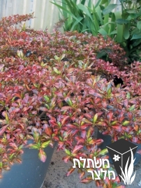 קופרוסמה - Coprosma